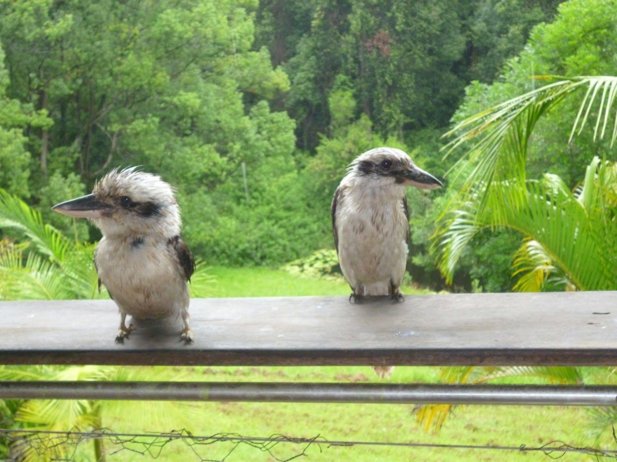 Teretre Cabins Nimbin Villa Bagian luar foto